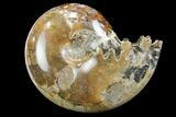Polished, Agatized Ammonite (Phylloceras?) - Madagascar #149238-1